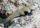 Amblyeleotris guttata Gobie symbiotique à pois Nouvelle-Calédonie poisson du lagon