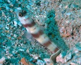Amblyeleotris steinitzi Steinitz' prawn-goby New Caledonia sand fish