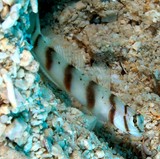 Amblyeleotris diagonalis Diagonal shrimp goby New Caledonia fish sand
