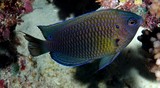 Pomacentrus Vaiuli Ocellate damselfish New Caledonia fish identification lagoon aquarium