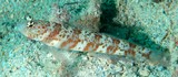 Amblyeleotris periophthalma Broadbanded Shrimpgoby head and side with six brown to reddish bars and irregular brown blotches in pale spaces in between