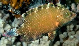 Cheilinus chlorourus Floral maori wrasse New Caledonian lagoon fish identification