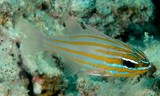 Ostorhinchus cyanosoma Faune sous-marine Nouvelle-Calédonie lagon récif idenfication poisson aquarium