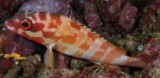 Epinephelus fasciatus blacktip grouper New Caledonia diving underwater picture camera ikelite