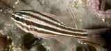 Ostorhinchus cookii Multilined cardinalfish New Caledonia juvenile dark spot at middle of caudal fin base merged with midlateral stripe