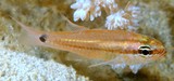 Ostorhinchus cladophilos Shelter cardinalfish New Caledonia