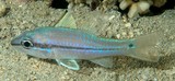 Pristiapogon exostigma Eyeshadow cardinalfish New Caledonia pinkish to pale grey body color