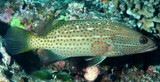 Anyperodon leucogrammicus White-lined grouper New Caledonia lagoon reef fish aquarium trade