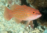Plectropomus leopardus Common coral trout Juvenile New Caledonia lagoon and reef fish