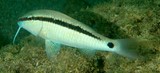 Parupeneus barberinus Dash and dot goatfish New Caledonia underwater picture