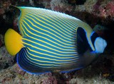Pomacanthus imperator Emperor angelfish New Caledonia light-blue stripes along a dark blue background