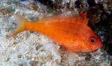 Cyprinocirrhites polyactis Swallowtail hawkfish New Caledonia fish lagoon reef identification