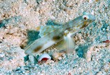 Tomiyamichthys elliotensis Nouvelle-Calédonie famille Gobiidae