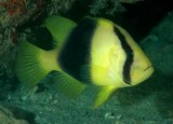 Diploprion bifasciatum bifasciatus poisson savon à deux bandes Nouvelle-Calédonie récif aquarium