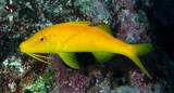 Parupeneus cyclostomus Capucin barbet doré  Rouget-barbet doré faune sous-marine du lagon Calédonien