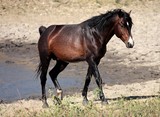 Wild horse stallion male not castrated New Caledonia island adventure in the bush
