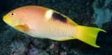 Bodianus perditio Perroquet banane poisson de Nouvelle-Caledonie inventaire lagon