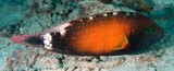 Cheilinus chlorourus Floral wrasse fish New Caledonia