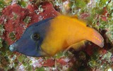 Pervagor melanocephalus Poisson-lime à Queue Rouge Nouvelle-Calédonie poisson à peau rugueuse