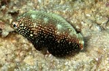 Macropharyngodon negrosensis Yellowspotted wrasse New Caledonia fish lagoon