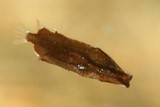 Aeoliscus strigatus Poisson-couteau strié crevette rasoir Nouvelle-Calédonie lagon récif