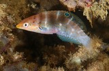 Coris batuensis Pallid wrasse New Caledonia underwater picture lagoon biodiversity ecologia