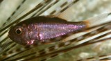 Siphamia fuscolineata Crown-of-thorns cardinalfish Acanthaster planci New Caledonia sea urchins