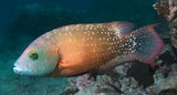 Cheilinus chlorourus labre maori poisson Nouvelle-Calédonie image