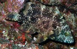 Cheilinus chlorourus 綠尾唇魚 新喀里多尼亞