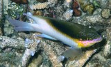 Dischistodus melanotus Demoiselle à ventre noir Nouvelle-Calédonie poisson rare