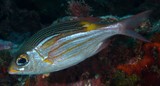 Gnathodentex aureolineatus Striped large-eye bream New Caledonia fish identification aquarium