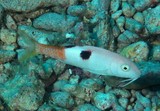 Parupeneus pleurostigma Ryukyu-himeji リュウキュウヒメジ 少年 ニューカレドニア