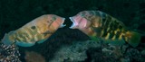 Choerodon graphicus Poisson défense des Sargasses Nouvelle-Calédonie combat période reproduction