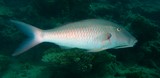 Parupeneus barberinus Spotted golden goatfish New Caledonia