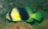 Diploprion bifasciatus Yellow striped grouper New Caledonia fish skin toxin grammistin