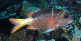Monotaxis heterodon Brème à nageoires rouge Nouvelle-Calédonie