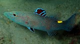 Belonoperca chabanaudi Arrow-headed soapfish New Caledonia Body brown in color