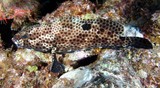 Epinephelus howlandi Mérou sellé noir Nouvelle-Calédonie poisson du récif
