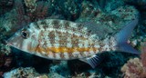 Lethrinus obsoletus Orange-striped emperor Yellow-banded pigface bream New Caledonia fish identification