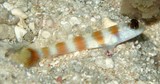 Amblyeleotris bellicauda lives symbiotically in a burrow with an alpheid shrim