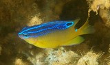 Pomacentrus grammorhynchus Azurespot damselfish New Caledonia Juvenile fish 