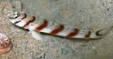 Amblyeleotris diagonalis 斜带钝塘鳢 新喀里多尼亞