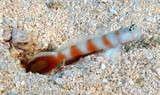 Amblyeleotris bellicauda Gobiidae Family rare fish