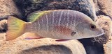 Lutjanus argentimaculatus Rouget de palétuvier Nouvelle-Calédonie poisson identification