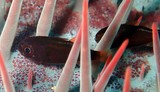 Siphamia fuscolineata Crown-of-thorns cardinal Acanthaster planci New Caledonia