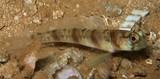 Amblyeleotris biguttata New Caledonia Twinspot shrimpgoby
