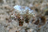 Macropharyngodon meleagris Labre à pois noirs Juvenile nouvelle-Calédonie poisson labre