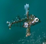 Macropharyngodon meleagris Blackspotted wrasse Eastern leopard New Caledonia diving underwater fauna biodiversity