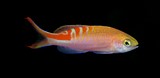 Pyronotanthias lori  Akaboshihanagoi アカボシハナゴイ ニューカレドニア