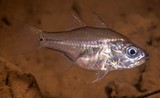 Fibramia amboinensis Amboina cardinalfish New Caledonia mont dore river